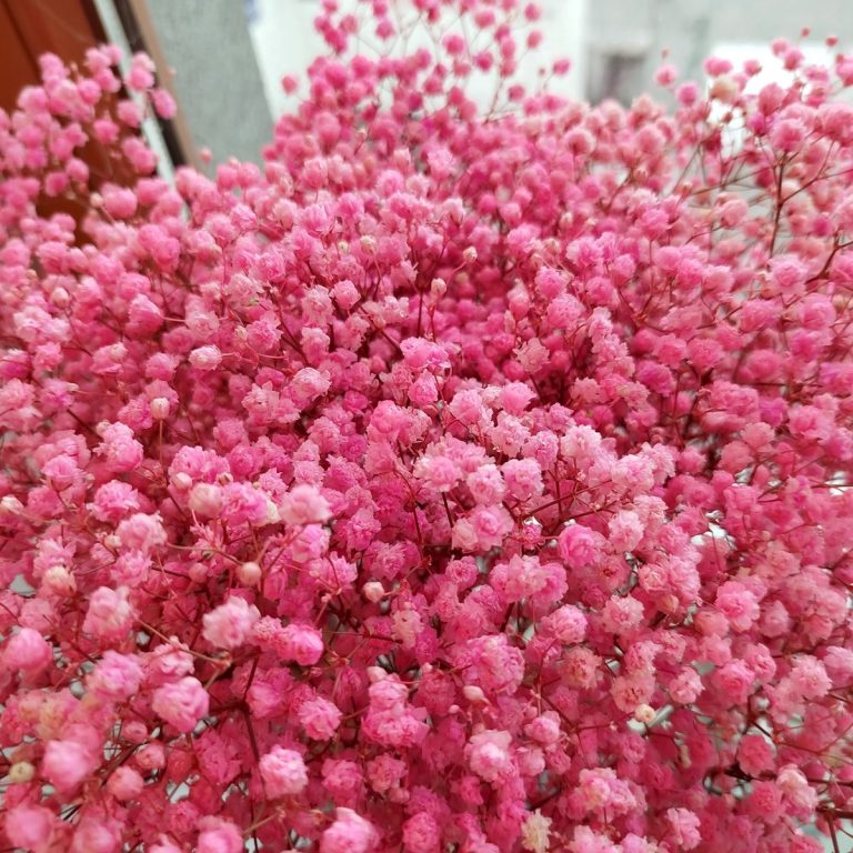 Gipsówka stabilizowana wiecznie żywa ciemno różowa duży bukiet