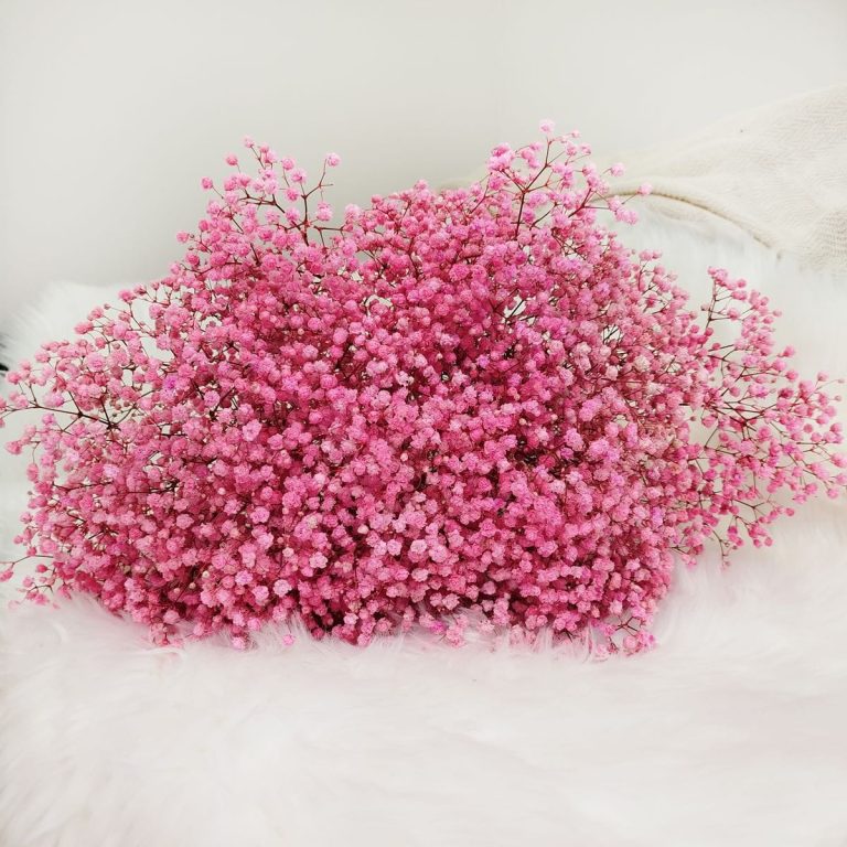 Gipsówka stabilizowana wiecznie żywa ciemno różowa duży bukiet