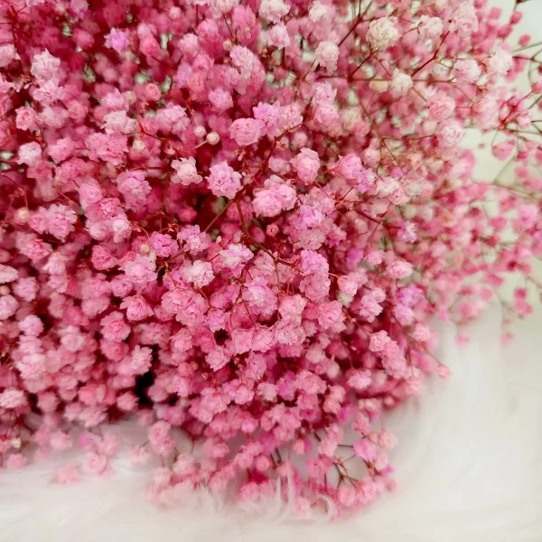 Gipsówka stabilizowana wiecznie żywa ciemno różowa duży bukiet