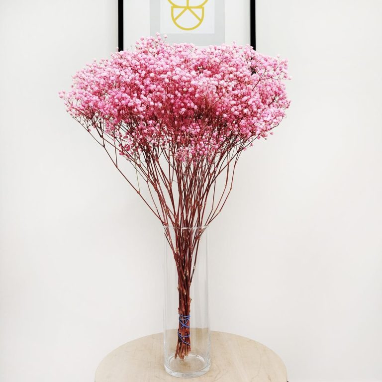 Gipsówka stabilizowana wiecznie żywa ciemno różowa duży bukiet