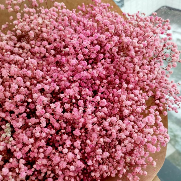 Gipsówka stabilizowana wiecznie żywa ciemno różowa duży bukiet