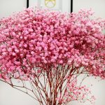 Gipsówka stabilizowana wiecznie żywa ciemno różowa duży bukiet