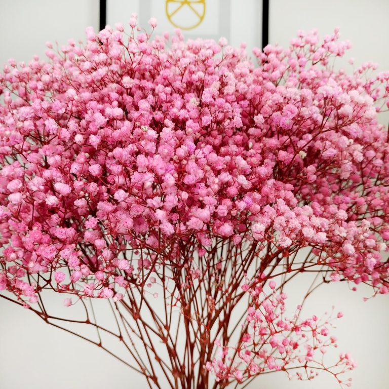 Gipsówka stabilizowana wiecznie żywa ciemno różowa duży bukiet