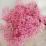 Gipsówka stabilizowana wiecznie żywa ciemno różowa duży bukiet