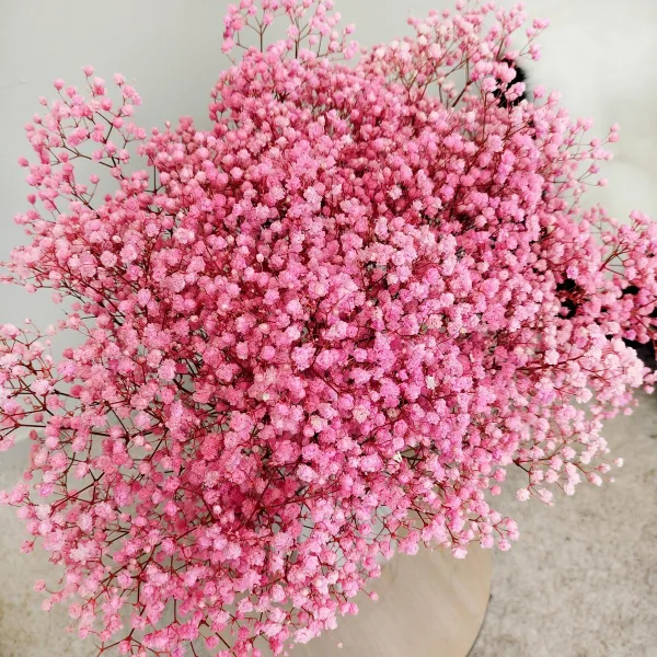 Gipsówka stabilizowana wiecznie żywa ciemno różowa duży bukiet