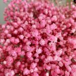 Gipsówka stabilizowana wiecznie żywa ciemno różowa duży bukiet