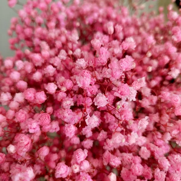 Gipsówka stabilizowana wiecznie żywa ciemno różowa duży bukiet