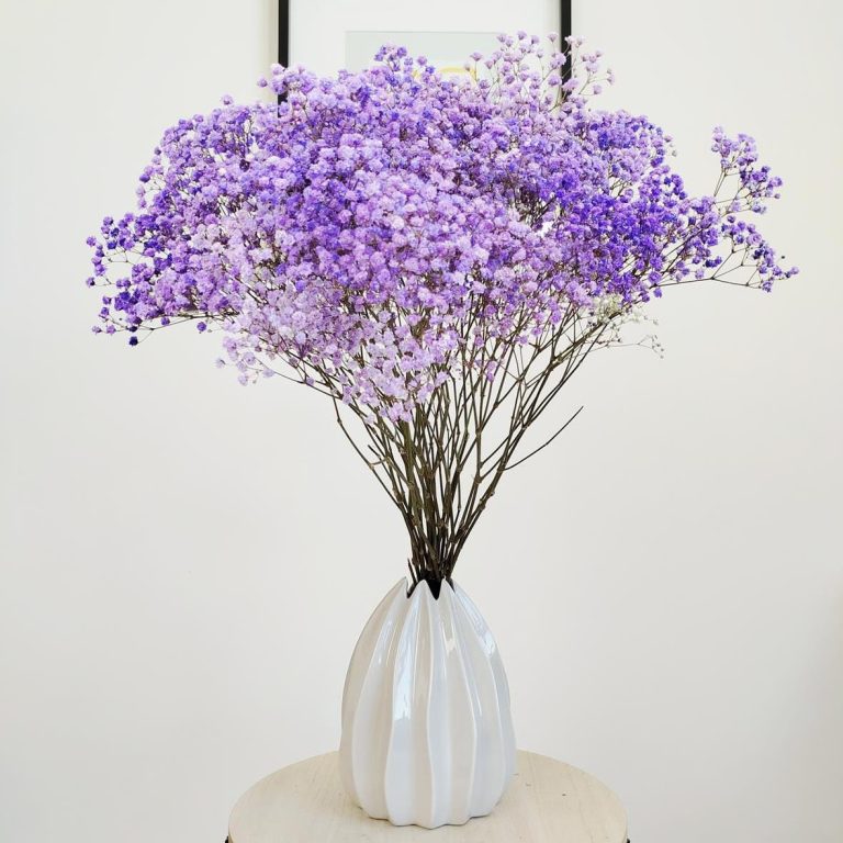 Gipsówka stabilizowana wiecznie żywa fioletowa duży bukiet