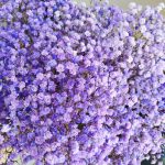 Gipsówka stabilizowana wiecznie żywa fioletowa duży bukiet