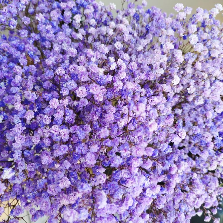 Gipsówka stabilizowana wiecznie żywa fioletowa duży bukiet