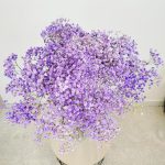 Gipsówka stabilizowana wiecznie żywa fioletowa duży bukiet