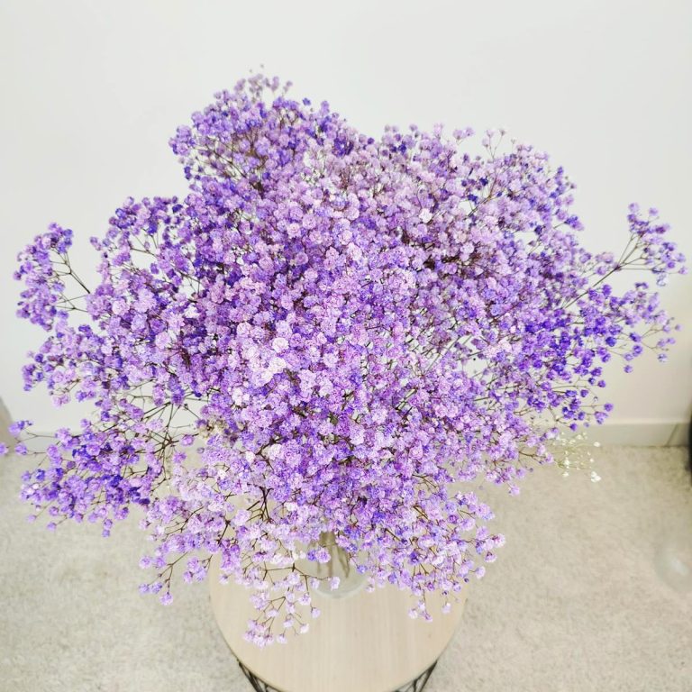 Gipsówka stabilizowana wiecznie żywa fioletowa duży bukiet