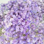 Gipsówka stabilizowana wiecznie żywa fioletowa duży bukiet