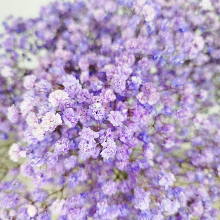 Gipsówka stabilizowana wiecznie żywa fioletowa duży bukiet