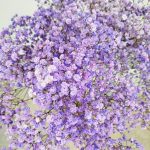 Gipsówka stabilizowana wiecznie żywa fioletowa duży bukiet