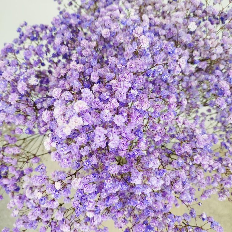 Gipsówka stabilizowana wiecznie żywa fioletowa duży bukiet