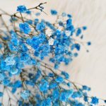 Gipsówka stabilizowana wiecznie żywa niebieska ciemna mały bukiet