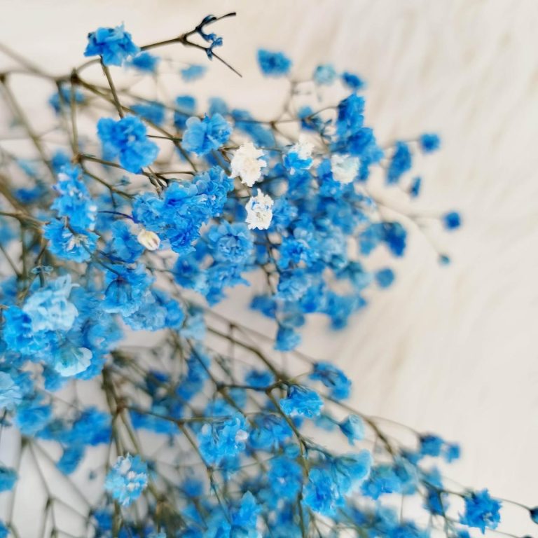 Gipsówka stabilizowana wiecznie żywa niebieska ciemna mały bukiet