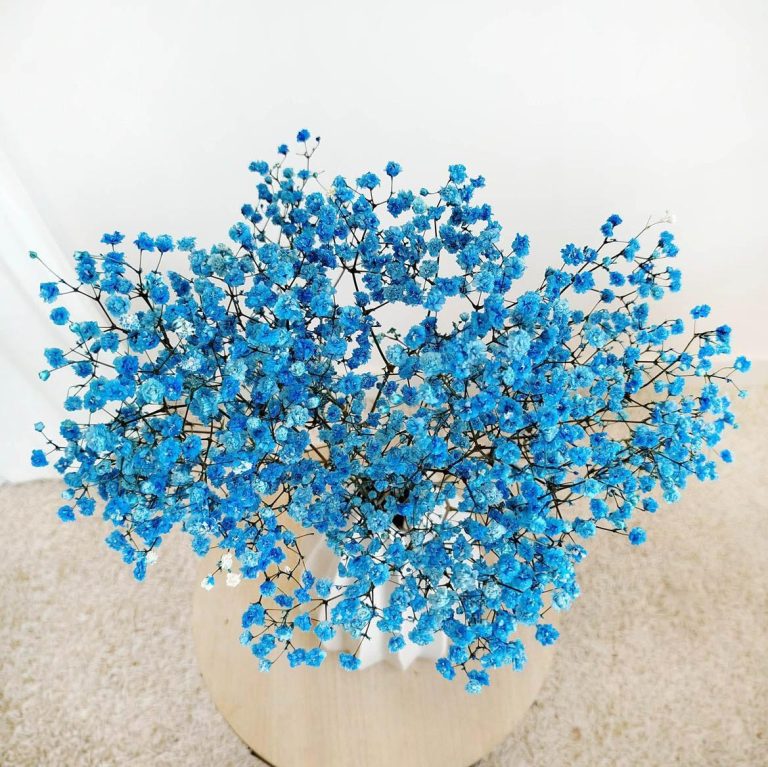 Gipsówka stabilizowana wiecznie żywa niebieska ciemna mały bukiet