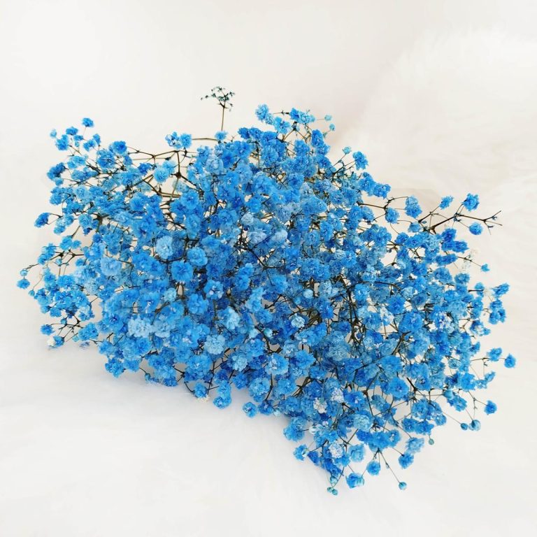 Gipsówka stabilizowana wiecznie żywa niebieska ciemna mały bukiet