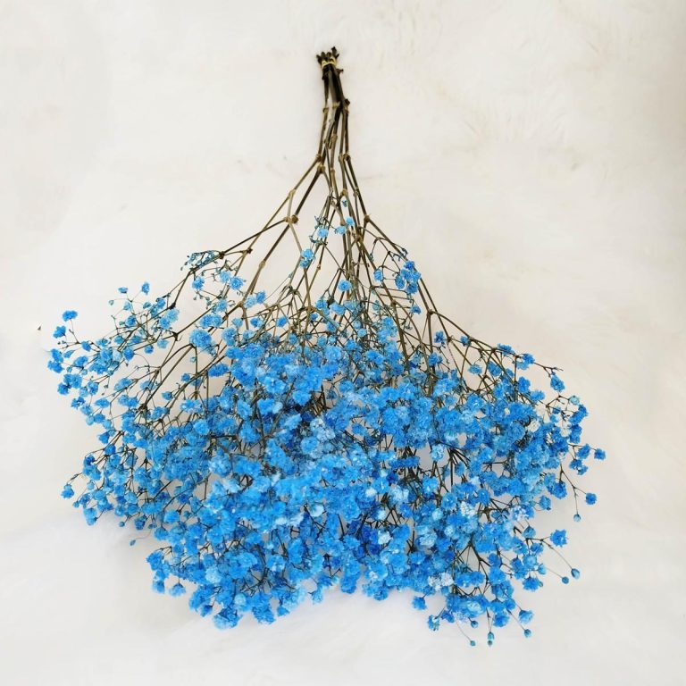 Gipsówka stabilizowana wiecznie żywa niebieska ciemna mały bukiet