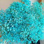 Gipsówka stabilizowana wiecznie żywa niebieska duży bukiet