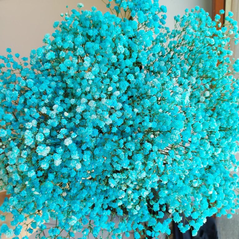 Gipsówka stabilizowana wiecznie żywa niebieska duży bukiet