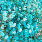 Gipsówka stabilizowana wiecznie żywa niebieska duży bukiet