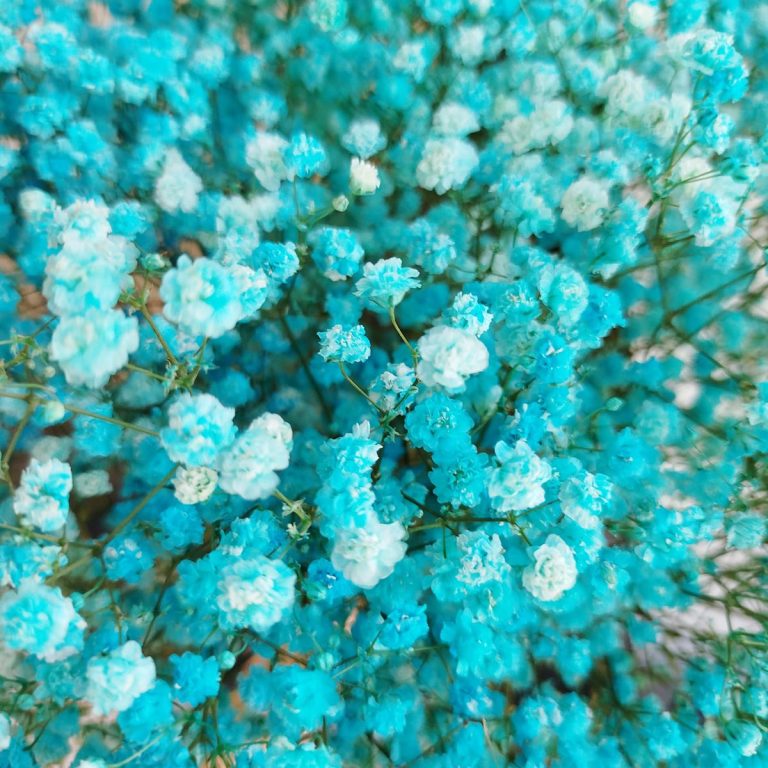 Gipsówka stabilizowana wiecznie żywa niebieska duży bukiet