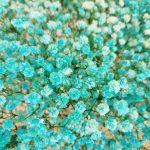 Gipsówka stabilizowana wiecznie żywa niebieska duży bukiet