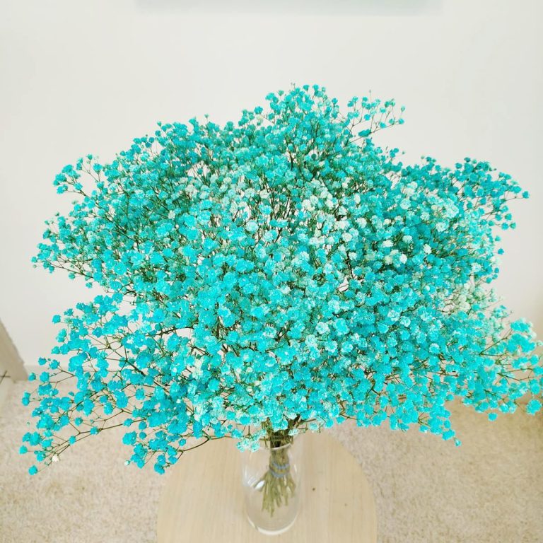 Gipsówka stabilizowana wiecznie żywa niebieska duży bukiet