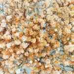 Gipsówka stabilizowana wiecznie żywa pomarańczowa duży bukiet