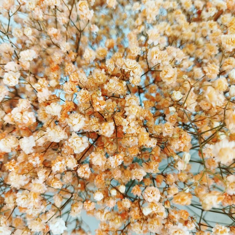 Gipsówka stabilizowana wiecznie żywa pomarańczowa duży bukiet