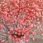 Gipsówka stabilizowana wiecznie żywa różowa duży bukiet