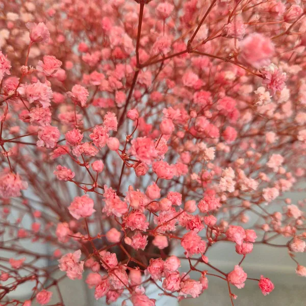 Gipsówka stabilizowana wiecznie żywa różowa duży bukiet