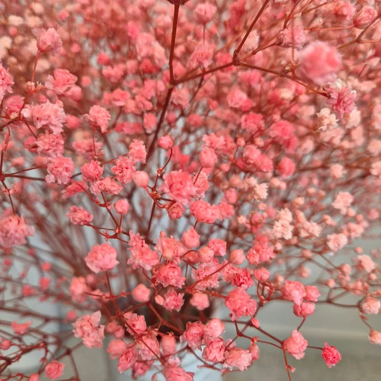 Gipsówka stabilizowana wiecznie żywa różowa duży bukiet