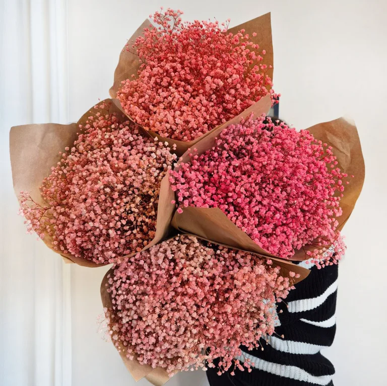 Gipsówka stabilizowana wiecznie żywa różowa duży bukiet