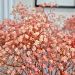 Gipsówka stabilizowana wiecznie żywa różowa duży bukiet