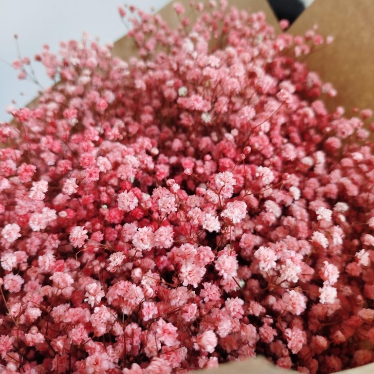 Gipsówka stabilizowana wiecznie żywa różowa duży bukiet