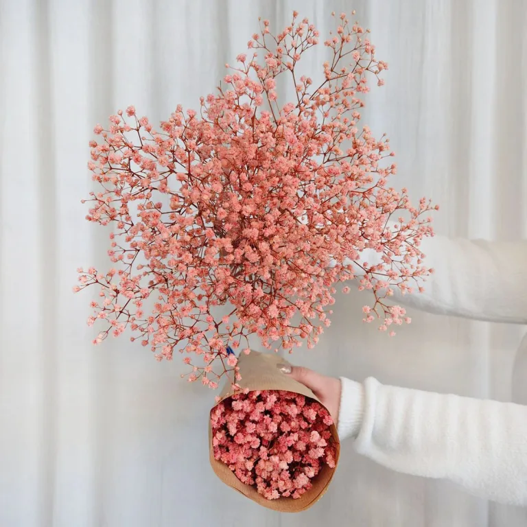 Gipsówka stabilizowana wiecznie żywa różowa mały bukiet