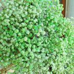 Gipsówka stabilizowana wiecznie żywa zielona duży bukiet