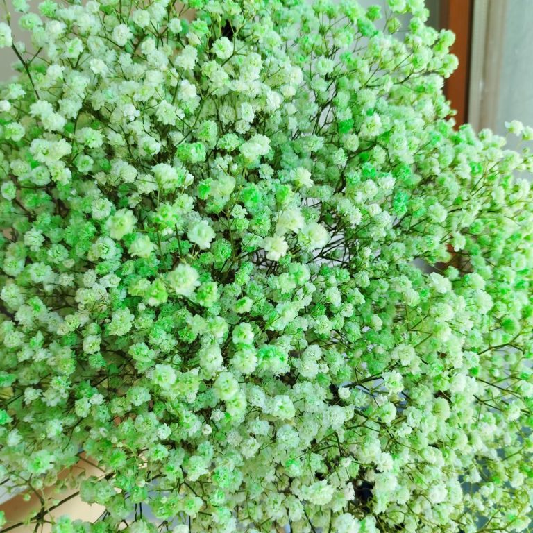 Gipsówka stabilizowana wiecznie żywa zielona duży bukiet