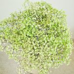 Gipsówka stabilizowana wiecznie żywa zielona duży bukiet