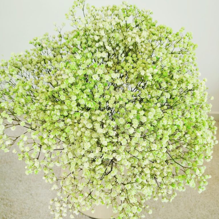 Gipsówka stabilizowana wiecznie żywa zielona duży bukiet