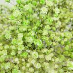 Gipsówka stabilizowana wiecznie żywa zielona duży bukiet