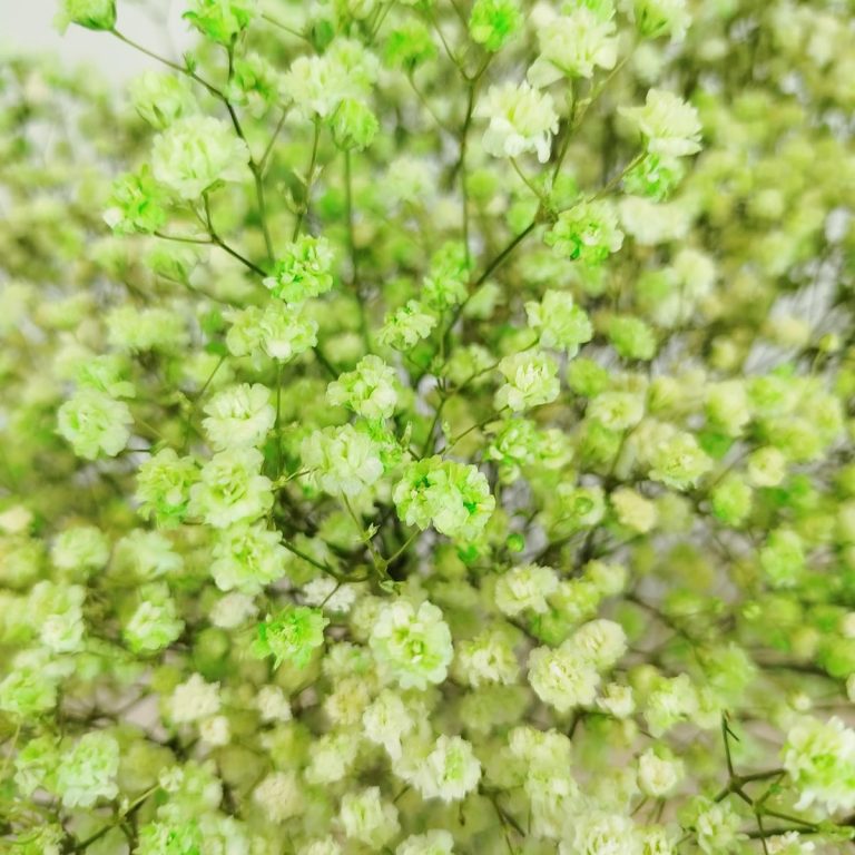 Gipsówka stabilizowana wiecznie żywa zielona duży bukiet