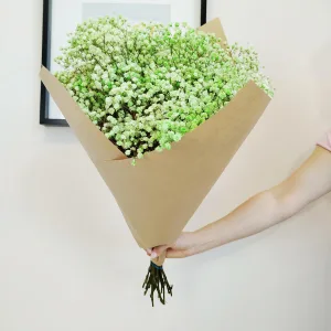 Gipsówka stabilizowana wiecznie żywa zielona duży bukiet