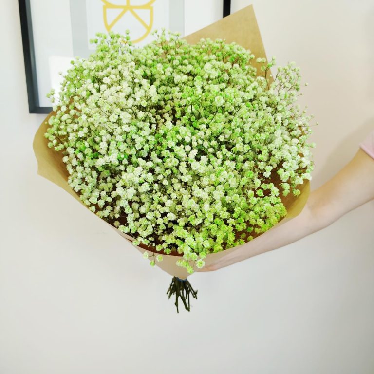 Gipsówka stabilizowana wiecznie żywa zielona duży bukiet