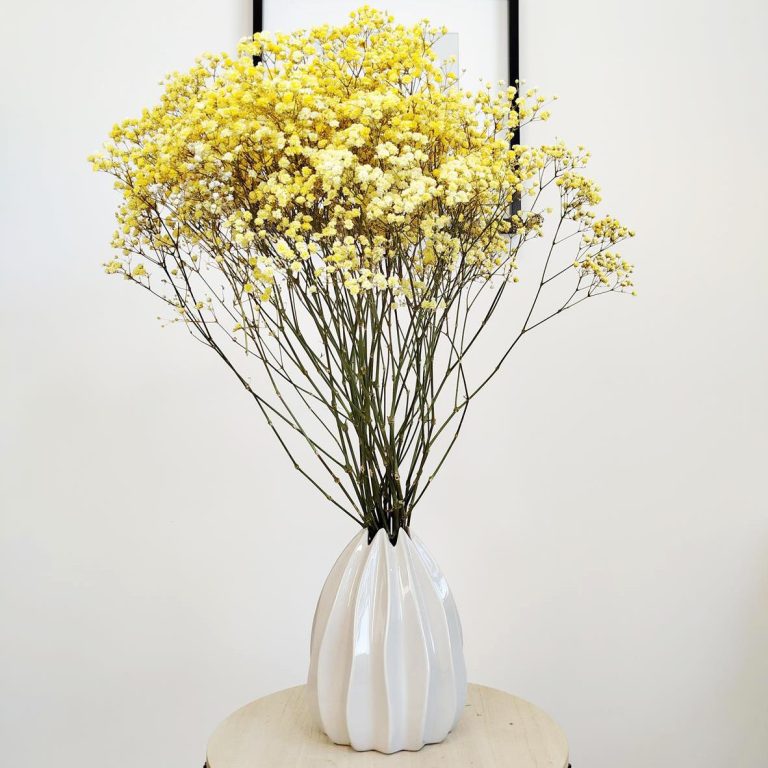Gipsówka stabilizowana wiecznie żywa żółta duży bukiet
