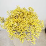 Gipsówka stabilizowana wiecznie żywa żółta duży bukiet